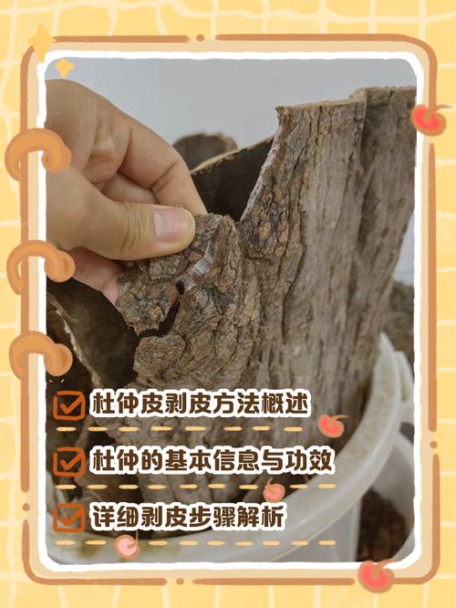 先扒皮:看它到底有没有那个“根”