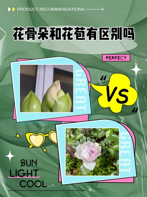 花苞：一场沉默的赌局-因为所以