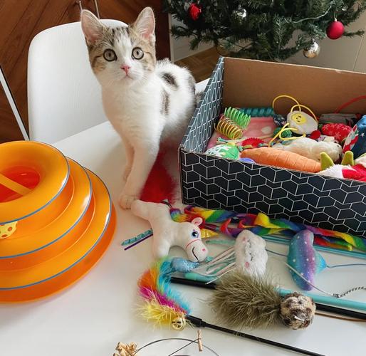 铲屎官给猫咪准备的多样宠物玩具丰容场景