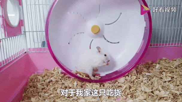 仓鼠在跑轮上快速奔跑的动态特写