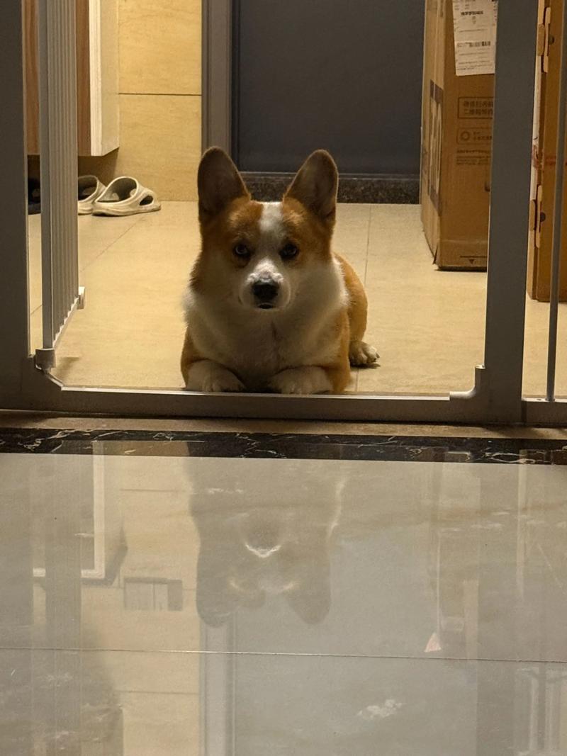 短腿柯基趴在浴室门口等主人出来