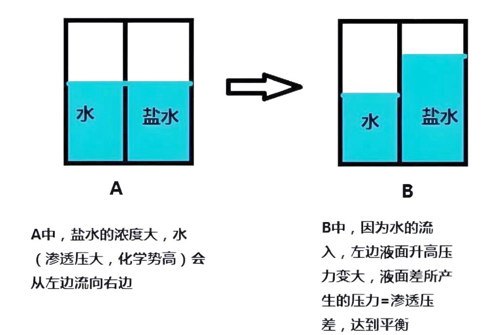 家庭日常常见补水饮品渗透压对比手绘示意图