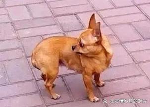 怕生狗狗夹尾巴躲在主人腿后场景