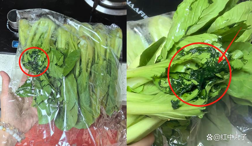 生鲜市场新鲜青菜坏青菜切口对比图