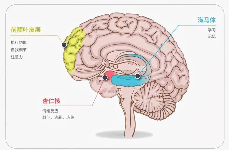 青少年大脑前额叶与杏仁核发育对比图