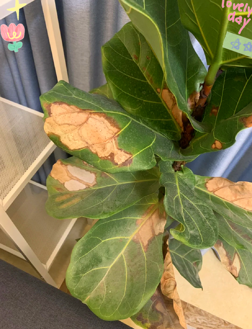 绿植施肥过量叶片焦黄症状图