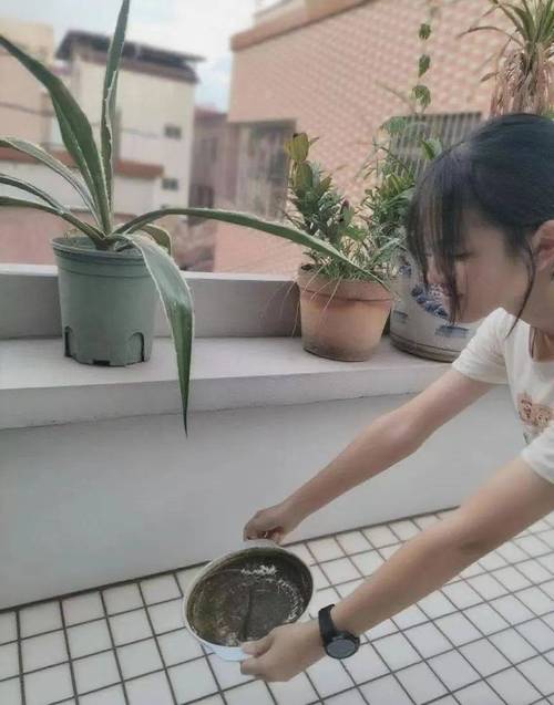 家庭阳台花盆积水清理场景
