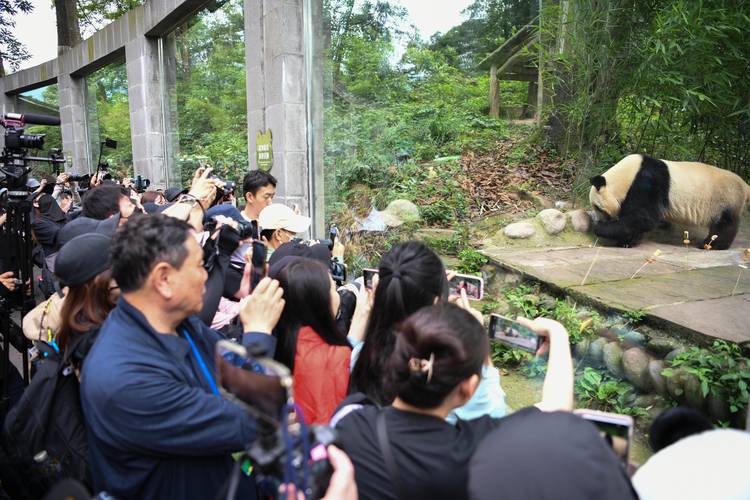 动物园熊猫馆游客给熊猫拍照讲解场景