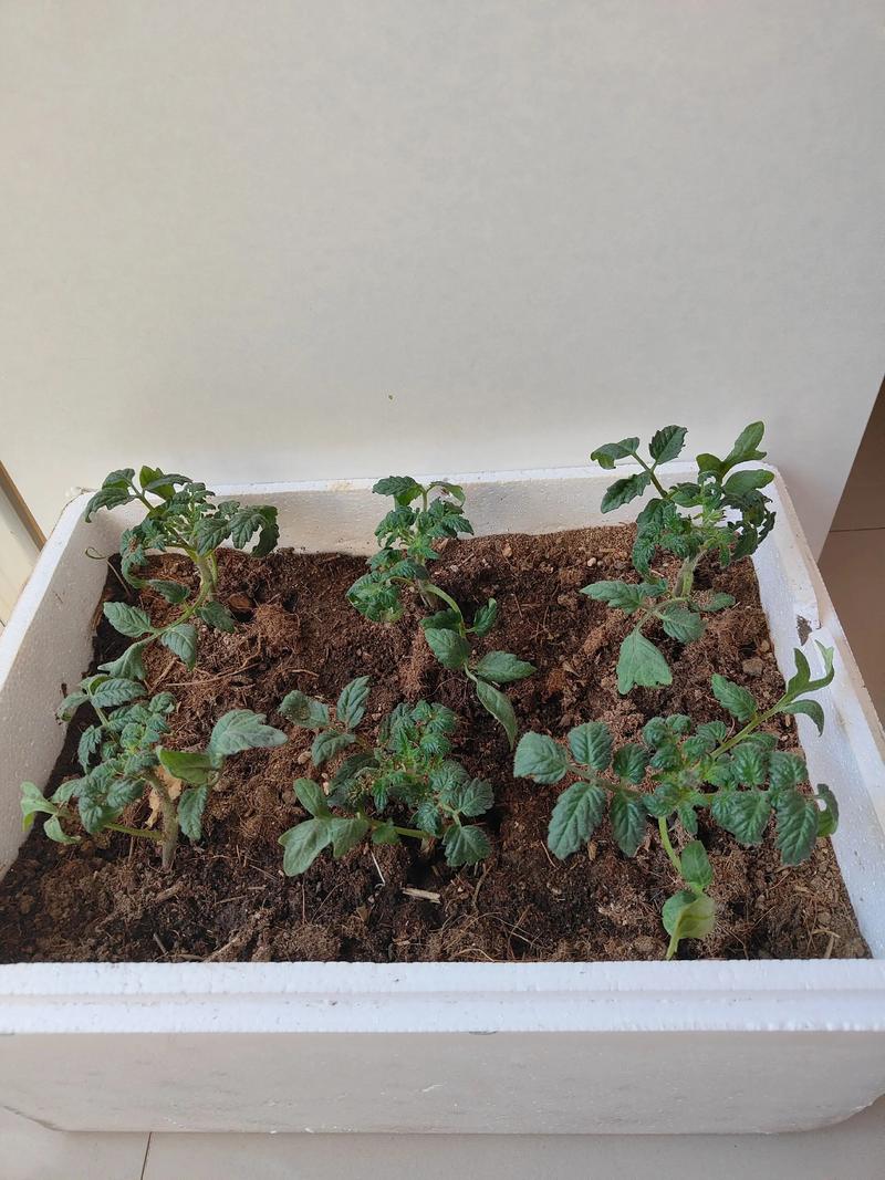 城市家庭阳台上的泡沫箱番茄幼苗特写