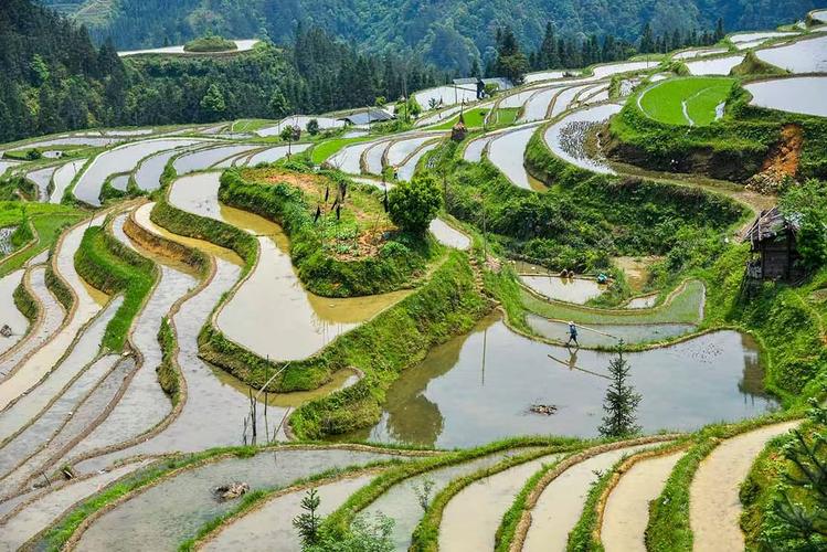 湖北南漳东巩寨子米梯田晨景