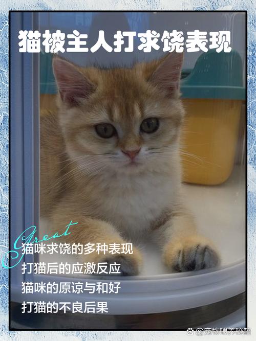 猫咪用爪子推开闹钟试图叫醒主人的恶作剧场景