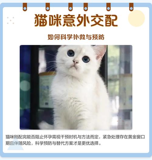 真碰上意外配种,该怎么办