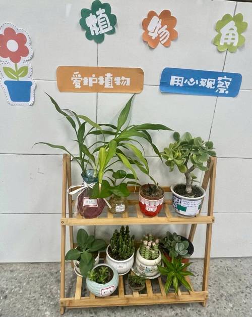 中小学教室后排植物角跨学科作业展示