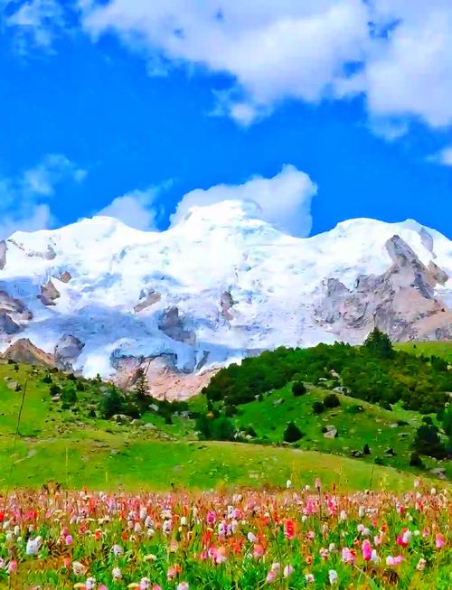 海螺沟草甸小黄花与远景冰川同框