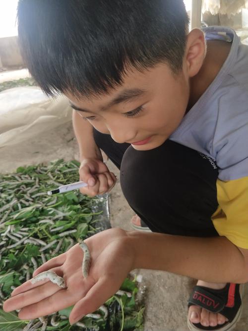小学生蹲在阳台观察蚕宝宝的日常画面