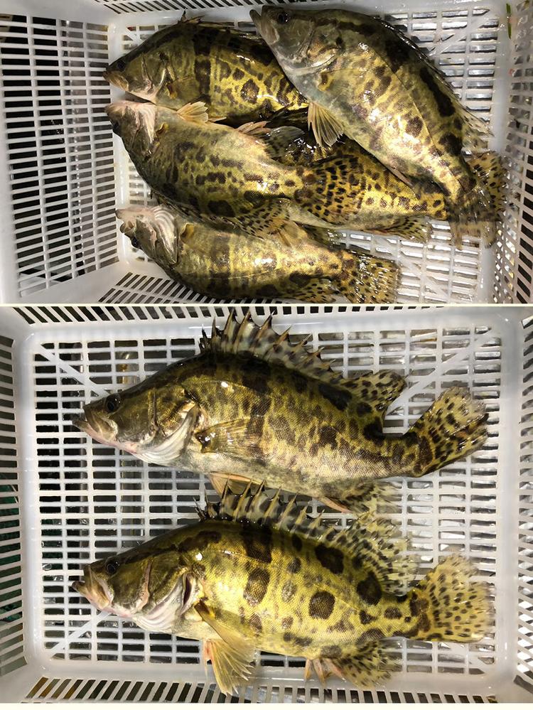秋浦河沿岸生态养殖塘边游弋的花鳜