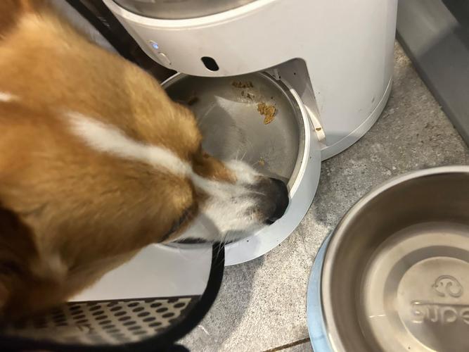狗狗凑到自动喂食器出粮口扒拉粮的实拍图