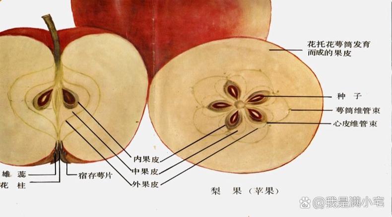 果实的真相：你以为的果实，其实都是谎言？-因为所以