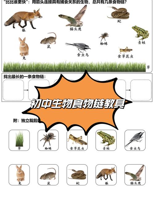 儿童户外草地观察昆虫食物链实拍