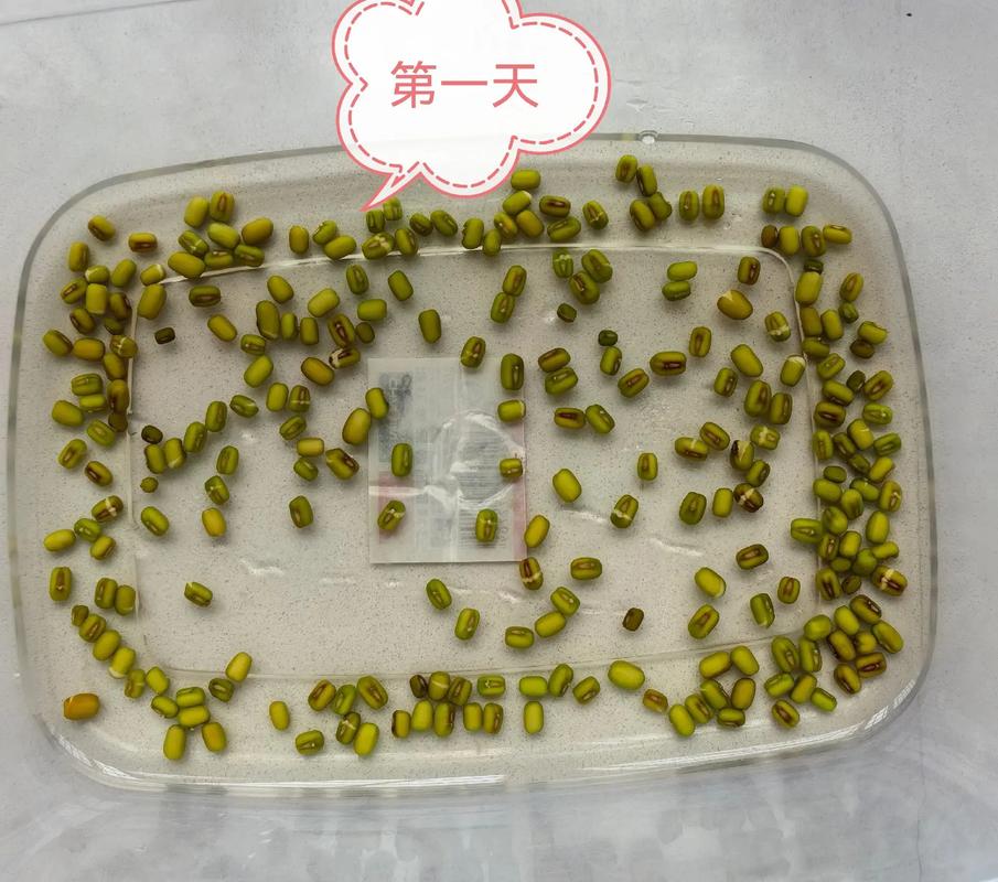 种子:那些藏在硬壳里的生存阴谋-因为所以