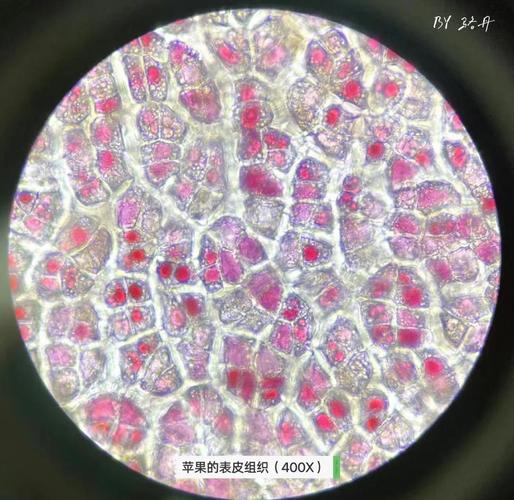 显微镜下的叶柄离层细胞结构，科学摄影