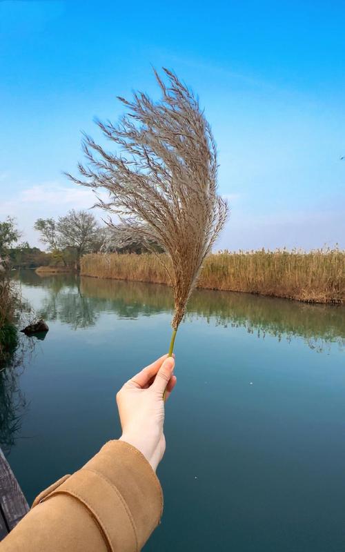 西溪湿地芦苇荡