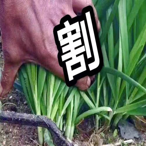那到底谁在割韭菜，谁在吃肉？