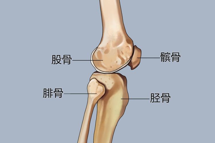猫膝盖髌骨位置解剖示意图