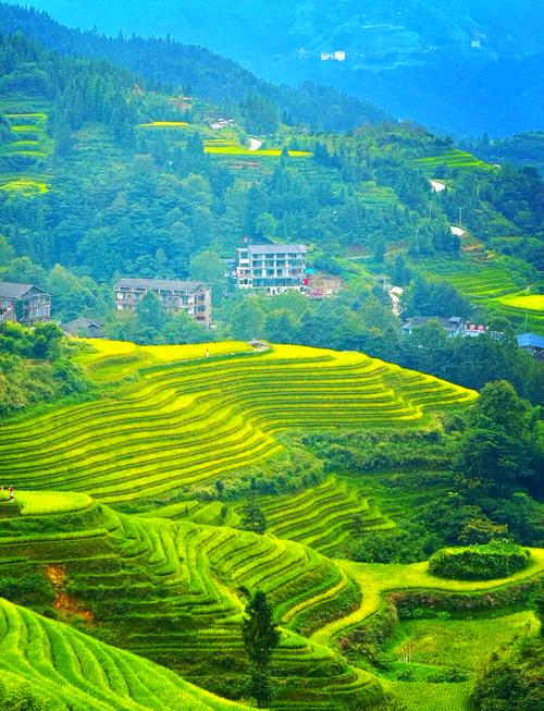 湖北南漳荆山龙脊梯田春季观景