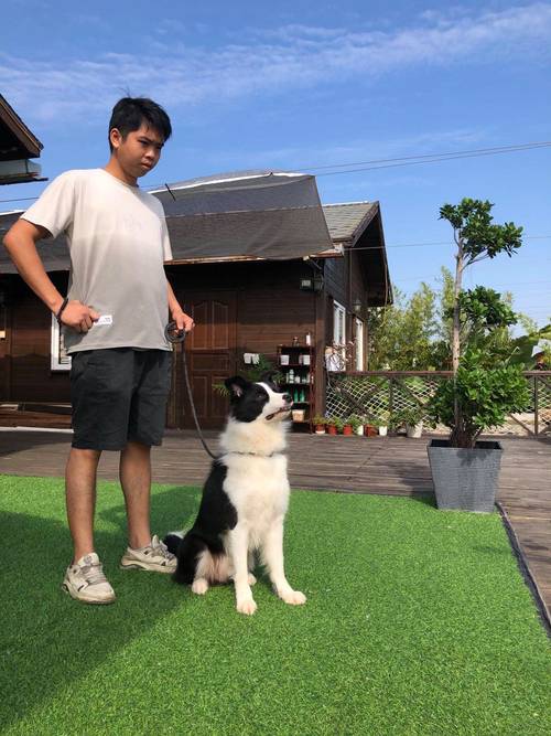 主人和边牧面对面坐地家庭训练日常
