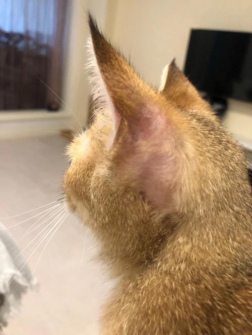 家养蓝猫耳后猫藓掉毛实拍