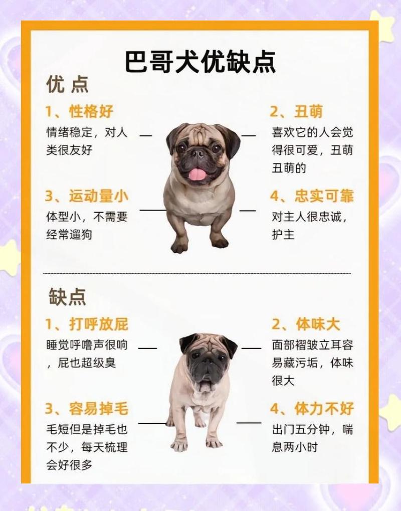 那些关于巴哥犬的常见误区
