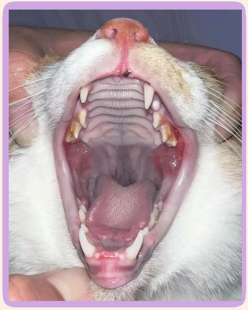 猫进食时口腔黏膜红肿位置的医学示意图