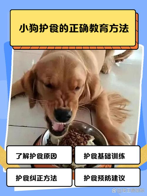 狗狗护食很凶,能纠正吗?