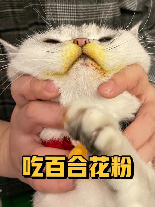 猫误食百合花粉中毒前后状态对比图