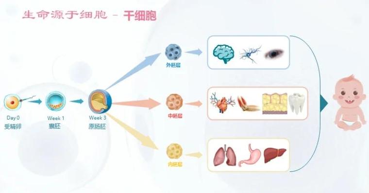 小分子诱导干细胞过程示意图
