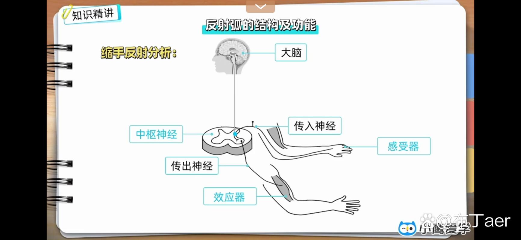 被动式假肢手指力传递路径示意图
