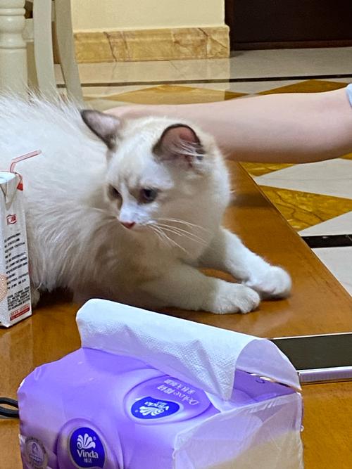 梅雨季布偶猫趴在窗边揉泛红耳尖的实拍图