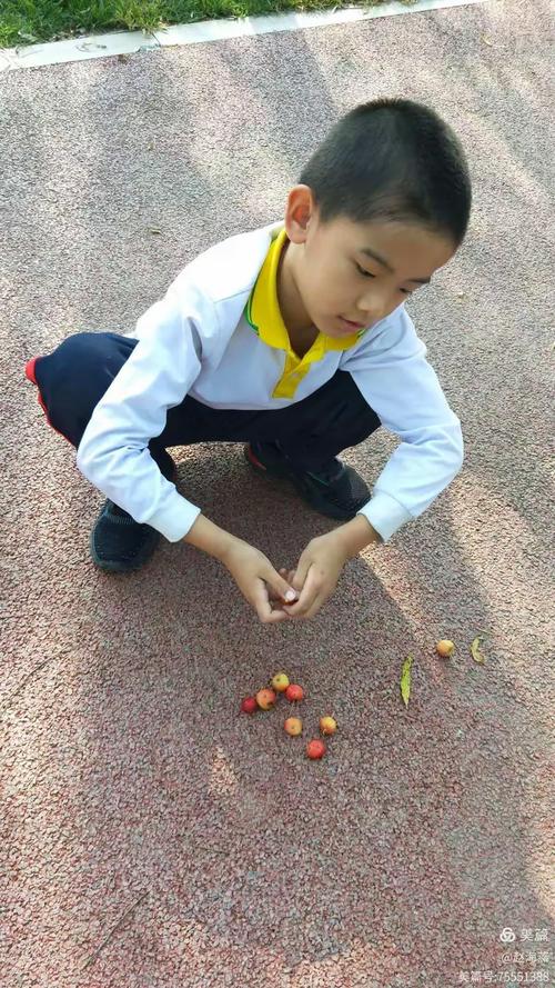 小学男生蹲在小区路牙子上磨梧桐果尖刺