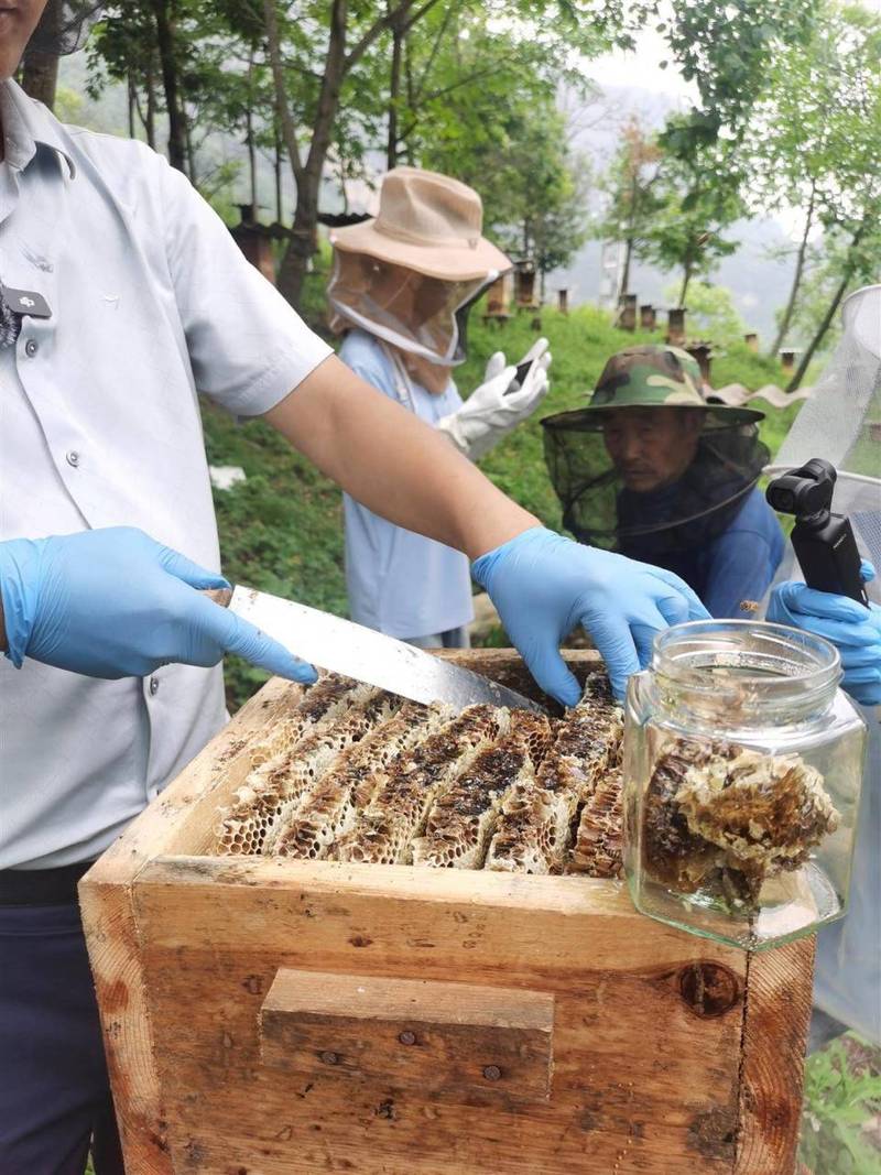 山村养蜂人手机拍短视频卖蜜场景