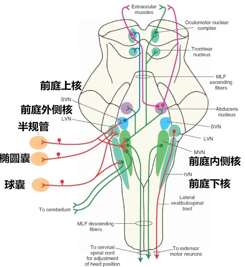 宠物前庭系统位置解剖示意图