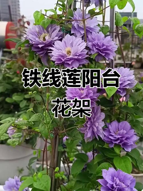 阳台铁线莲藤蔓缠绕拱门支架