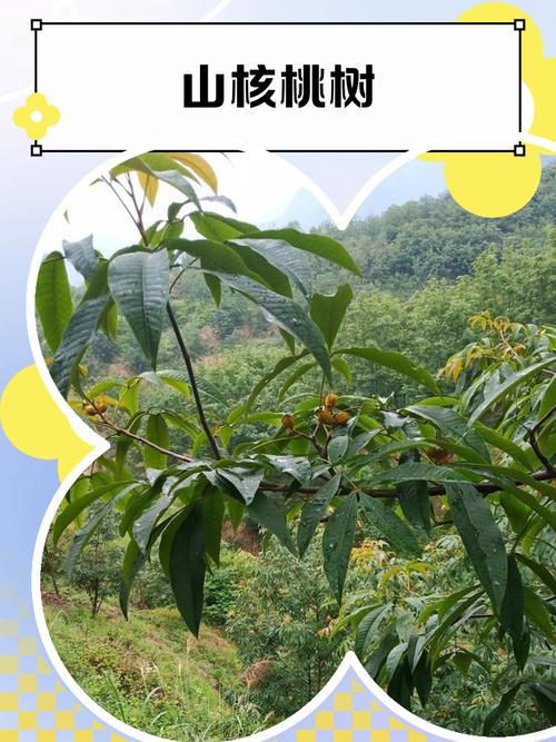 南漳龙王冲村进村公路旁结满果实的山核桃树