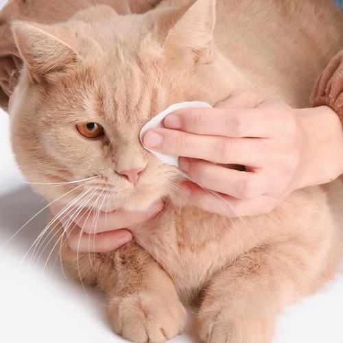 正确用棉片给猫咪清洁内眼角操作场景