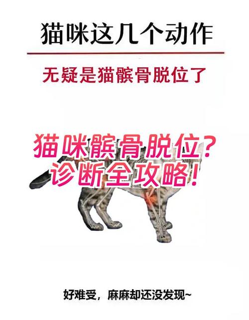 英短猫后腿髌骨脱位兽医触诊检查