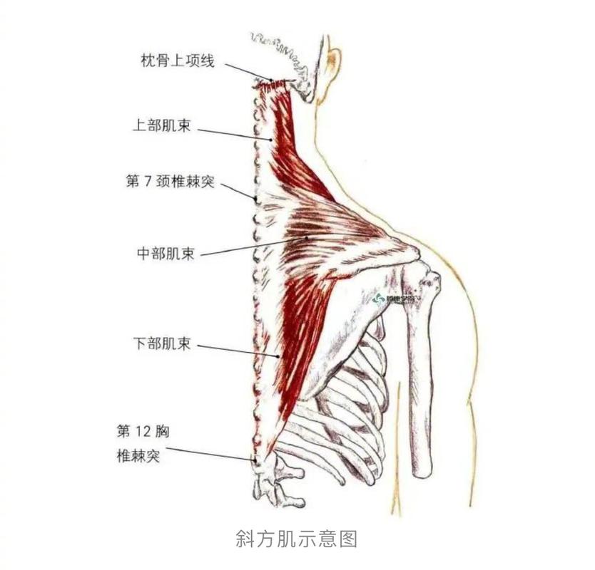 办公族肩颈僵硬斜方肌位置示意图