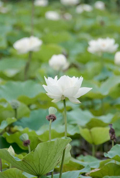 莲:一株植物的双面人生-因为所以