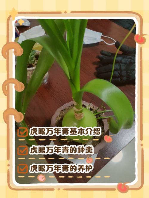 那些年我养过的绿植,到底是帮手还是安慰剂?