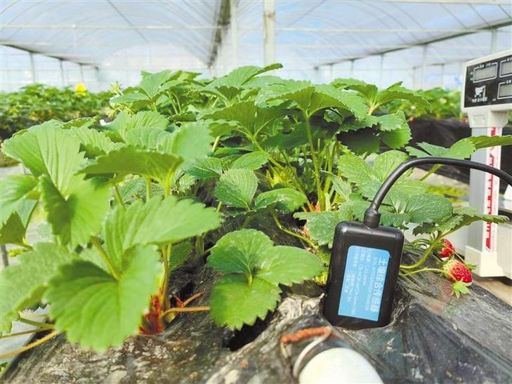 山东寿光智慧大棚番茄土壤传感器实拍