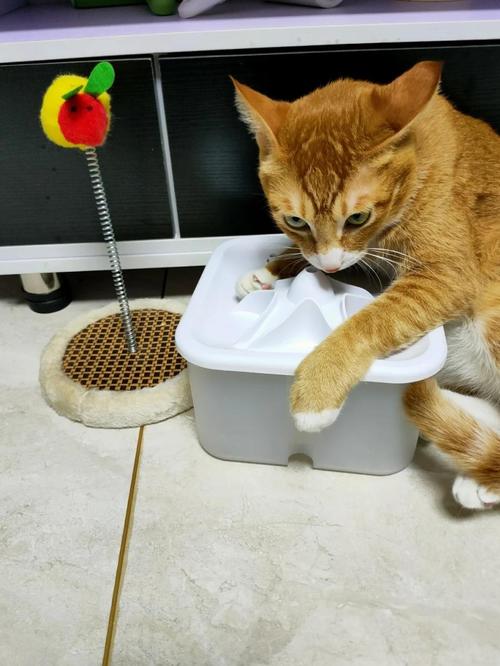 橘猫蹲在哑光陶瓷猫饮水机旁伸爪子碰细水流的实拍图